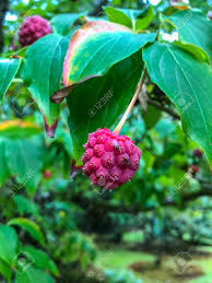 Image result for Cornaceae