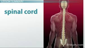 This diagram depicts the body in standard anatomical position and uses positional labels. Anatomy Of The Spinal Cord Function Explanation Video Lesson Transcript Study Com