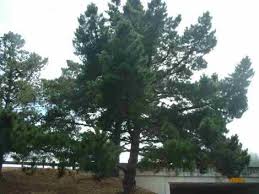 Particularly trees with nest cavities. Native Trees Of California