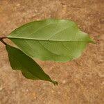 Image result for Aneulophus africanus