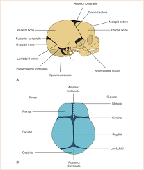 The Head And Neck Specialty And Multidisciplinary Surgery Anesthesia Key