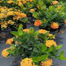 Image result for Ixora laurentii