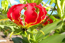 The 10 Most Expensive Flowers In The World In 2021 Gloriosa Lily Expensive Flowers Lily Plant Care