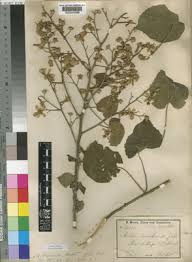 Image result for Abutilon longicuspe