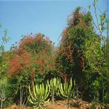 Image result for Combretum microphyllum