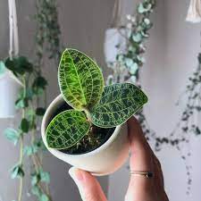 Jewel orchid (ludisia discolor) evergreen perennial, rapid growth, herbaceous, brief attractive floral display, 10 inches tall. How To Care For Jewel Orchids Macodes Petola Ludisia Discolor Houseplanthouse