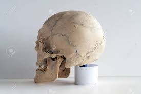 Frontal, sphenoid, ethmoid, occipital, parietal and temporal. Anatomy Of An Adult Human Skull Rear View Side Stock Photo Picture And Royalty Free Image Image 115599771