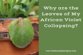 Why Are The Leaves Of My African Violet Collapsing The Houseplant Guru
