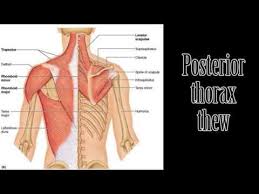 Attached to the back of the spine, these muscles allow us to stand and lift objects. Thorax And Shoulder Muscles Song Parody Youtube Neck And Shoulder Muscles Shoulder Muscles Muscle Diagram
