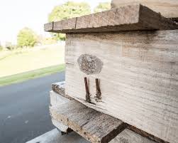 Image result for Scleria delicatula