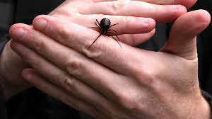 A Night Of Hunting The False Widow Spider They Are Everywhere In This Area