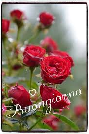 Immagini buon giovedì buongiorno mazzo di fiori (1) Buongiorno Con Bei Fiori Buongiornoate It