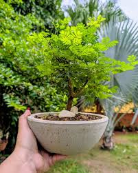 Image result for Acacia burkei