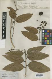 Image result for Scolopia