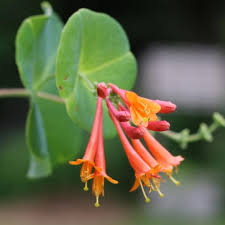 We did not find results for: How To Grow Honeysuckle Vine From Cuttings Empress Of Dirt