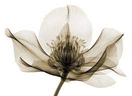 Hellebor Reworked By Coopr Xray Flower Transparent Flowers Flower Art