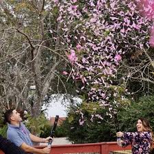 Gender Reveal Confetti Cannon Special Effects Systems