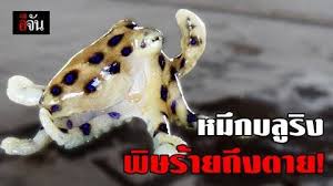 สำหรับหมึกบลูริง หรือหมึกสายวงน้ำเงิน เป็นหมึกขนาดเล็ก มีจุดวงกลมคล้ายแหวนสีน้ำเงินหรือสีม่วง ซึ่งสามารถเรืองแสงได้. à¸«à¸¡ à¸à¸šà¸¥ à¸£ à¸‡ à¹€à¸žà¸Šà¸£à¸†à¸²à¸•à¸— à¸­à¸‡à¸—à¸°à¹€à¸¥ à¹‚à¸œà¸¥ à¸­ à¸²à¸§à¸•à¸²à¸à¸§à¸™ à¸ˆ à¸£à¸°à¸¢à¸­à¸‡ à¸­ à¸ˆ à¸™ Line Today