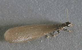 Swarmers, or winged termites, are the reproductive members of the colony. Reproductive Termites Swarming Termites