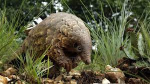 In fall 2019, malaysian pangolins tested positive for a strain of coronavirus, which is like testing positive for any one of the myriad strains of flu, zeigler explained. Coronavirus Ubertrager Die Rache Des Schuppentiers