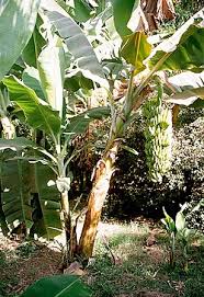 Sebelum ngebahasa pisang siam untuk bayi 1 bulan, saya cari tau dulu nih semua hal tentang pisang siam. Pisang Wikipedia Baso Minang