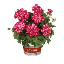 Image result for Pelargonium apetalum