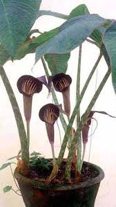 It grows from fat, knobbly tubers, which are best planted singly in large pots for stability. Arisaema Speciosum Cobra Lily Araceae The Arum Family Rare Flowers Perennials All Plants