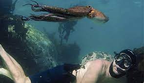 Пиппа эрлих, джеймс рид в главных ролях: My Octopus Teacher Hope In A Sea Of Darkness Awardsdaily The Oscars The Films And Everything In Between