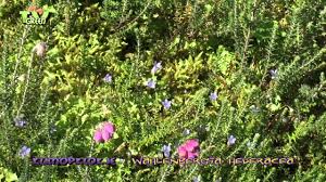 Image result for Wahlenbergia androsacea