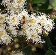 Pin By Brian Thornbury On Gum Trees 1 Australian Plants Australian Native Garden Pollination