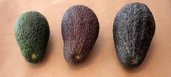 Wann ist eine avocado reif? Avocado Olefruits Lieferungen Von Bio Fruchte Aus Andalusien In Ganz Europa