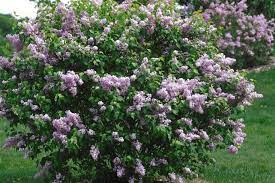 Fall In Love With Lilacs All Over Again Their Fragrance Flower Power And Sheer Variety Are Tough To Beat Lilac Varieties Lilac Plant Flower Care