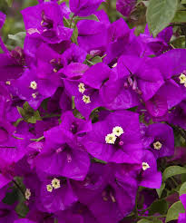 Image result for Bougainvillea
