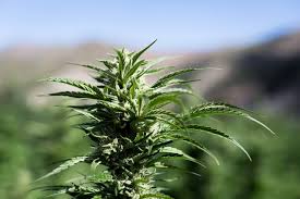 Find Marijuana Plants Growing In Public Here S What To Do Westword Drooping weed isn't hard to spot, and you definitely don't need a ph.d. find marijuana plants growing in public
