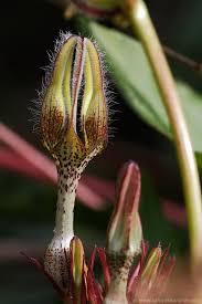 Image result for Ceropegia filipendula