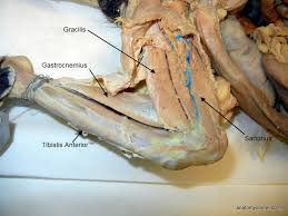 The lower leg is comprised of two bones, the tibia and the smaller fibula. Vcd Muscles Continued
