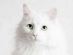 This cat is characterized by its curly hair, which is the product of a genetic mutation. White Cat Breeds Cute White Cats