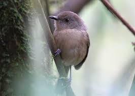 Image result for Newtonia