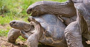 Your Big Tortoise Is A Source Of Pleasure To You You Bought The Turtle So You Can Have More Fun With Family Membe Tortoise Care Tortoise Russian Tortoise Diet