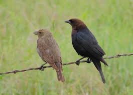 Bird With Light Brown Head And Black Body Brown Headed Cowbird Couple Pet Birds Backyard Birds Bird Photo