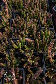 Image result for Orbea variegata