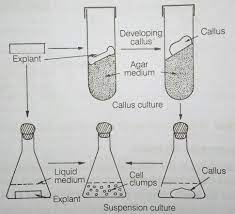 Plant cell has potential to develop into. A Plant Cell Has Potential To Develop Into Full Plant The Property Is Called