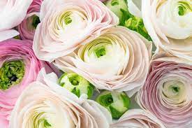 Ultimate Guide To Ranunculus Flower Meaning Origins Varieties Petal Republic In 2021 Flower Meanings Ranunculus Flowers Flowers