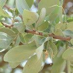 Image result for Agelanthus natalitius