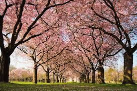 Ini foto tentang sakura, sungai, tokyo. 5 Fakta Menarik Pohon Sakura Pohon Khas Negara Jepang