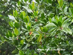 Image result for Bruguiera