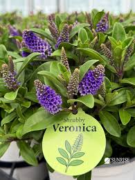 Image result for shrubby veronica hebe