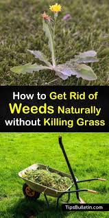 Ensure your lawn is well fertilized. 18 Natural Ways To Kill Weeds But Keep The Grass