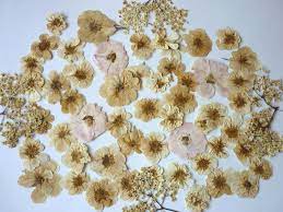 Pin On Pressed Flowers