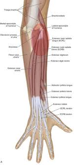 Lateral epicondylitis occurs with a frequency seven to ten times that of medial epicondylitis. What Are The Signs And Symptoms Of Tennis Elbow